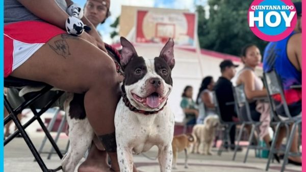 Cancún esteriliza gratis a 150 perros y gatos en Tierra Maya