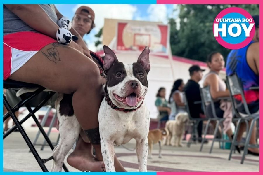 Cancún esteriliza gratis a 150 perros y gatos en Tierra Maya