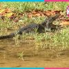 ¡Alerta! Cocodrilos cerca de las viviendas