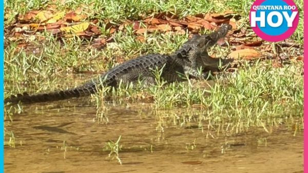 ¡Alerta! Cocodrilos cerca de las viviendas