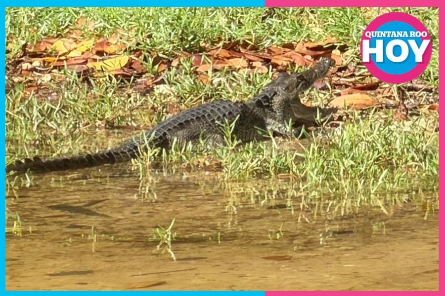 ¡Alerta! Cocodrilos cerca de las viviendas