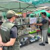 Retomarán operativos contra venta de loros en Cancún