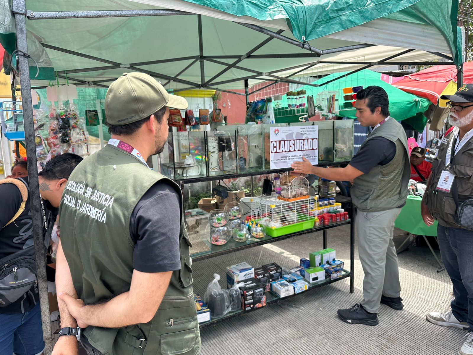 Retomarán operativos contra venta de loros en Cancún