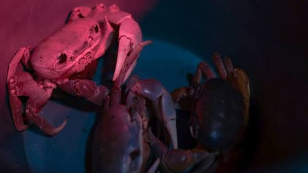 Cancún prepara operativo para proteger al cangrejo azul