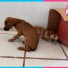 Perros abandonados afuera de radio en Felipe Carrillo Puerto