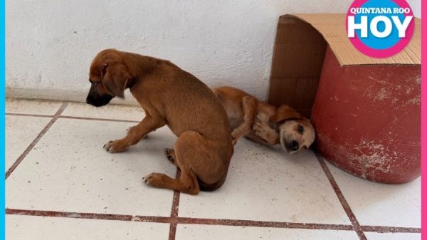 Perros abandonados afuera de radio en Felipe Carrillo Puerto