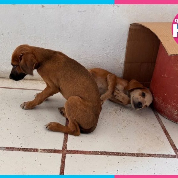 Perros abandonados afuera de radio en Felipe Carrillo Puerto