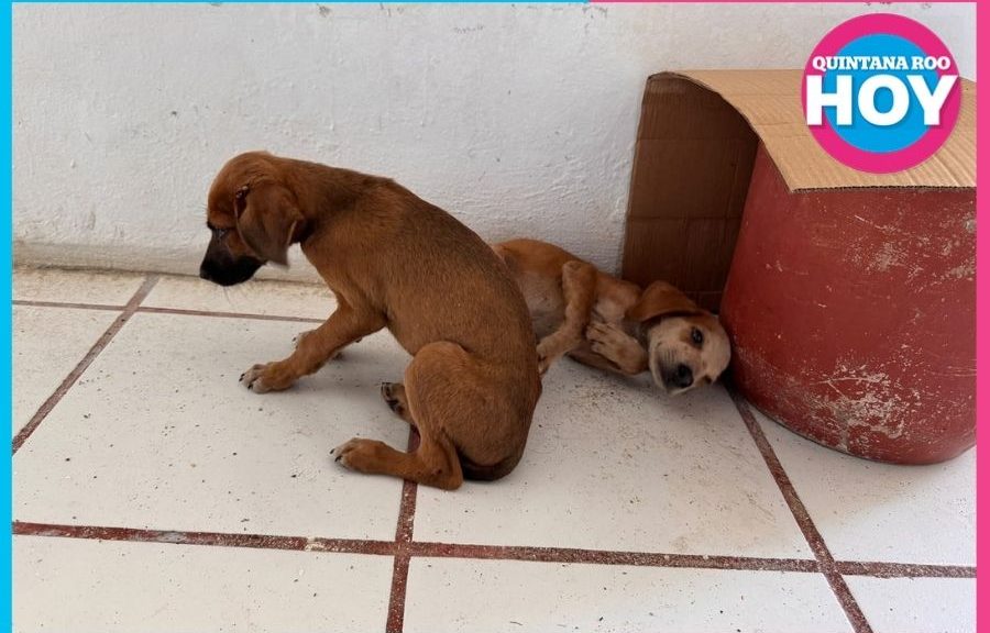 Perros abandonados afuera de radio en Felipe Carrillo Puerto