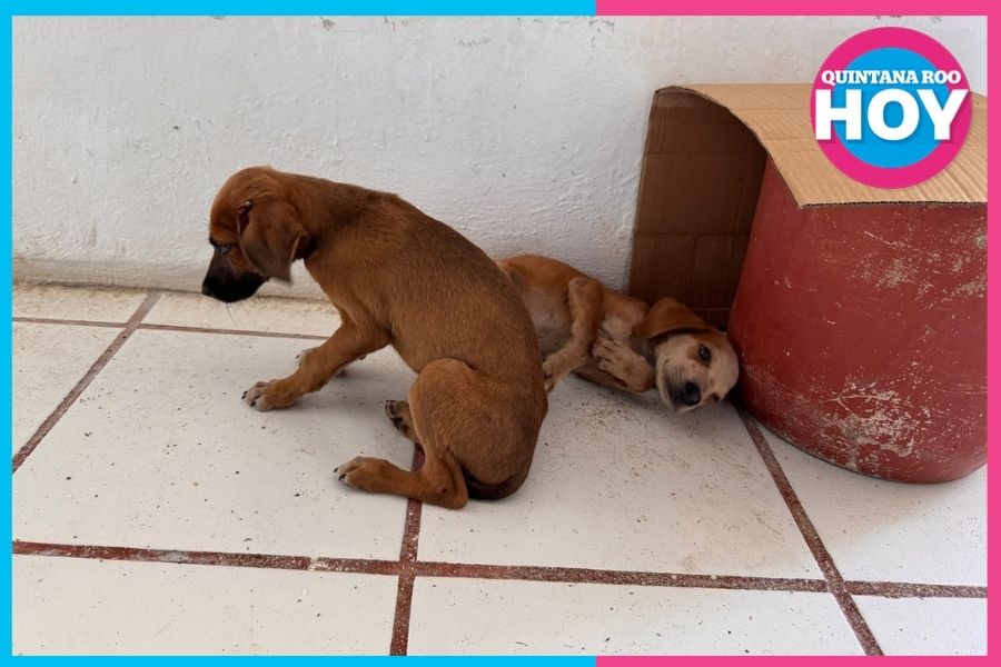 Perros abandonados afuera de radio en Felipe Carrillo Puerto