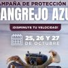 Cancún activa campaña para proteger al cangrejo azul