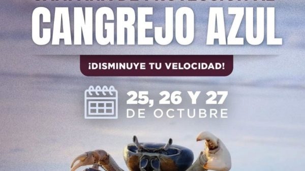 Cancún activa campaña para proteger al cangrejo azul