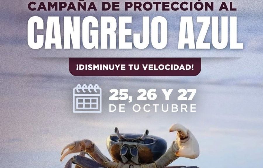Cancún activa campaña para proteger al cangrejo azul