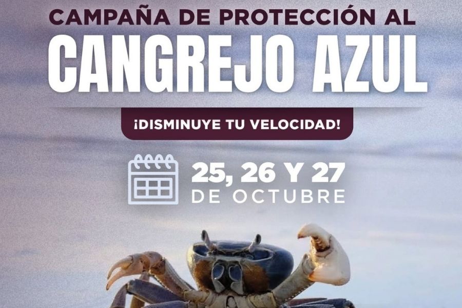 Cancún activa campaña para proteger al cangrejo azul