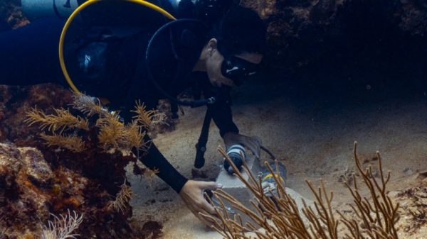 Zooxantela explora el blanqueamiento del arrecife