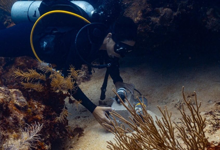 Zooxantela explora el blanqueamiento del arrecife