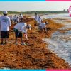 Crearán primera pesquería formal de sargazo en Quintana Roo