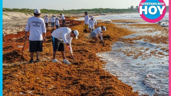 Crearán primera pesquería formal de sargazo en Quintana Roo