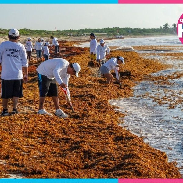 Crearán primera pesquería formal de sargazo en Quintana Roo