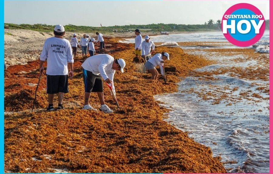 Crearán primera pesquería formal de sargazo en Quintana Roo
