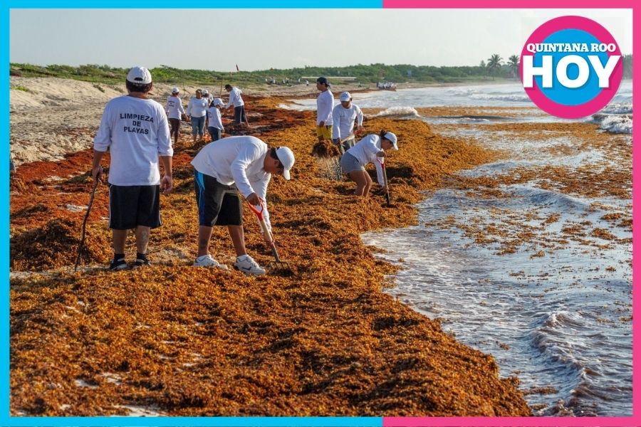 Crearán primera pesquería formal de sargazo en Quintana Roo